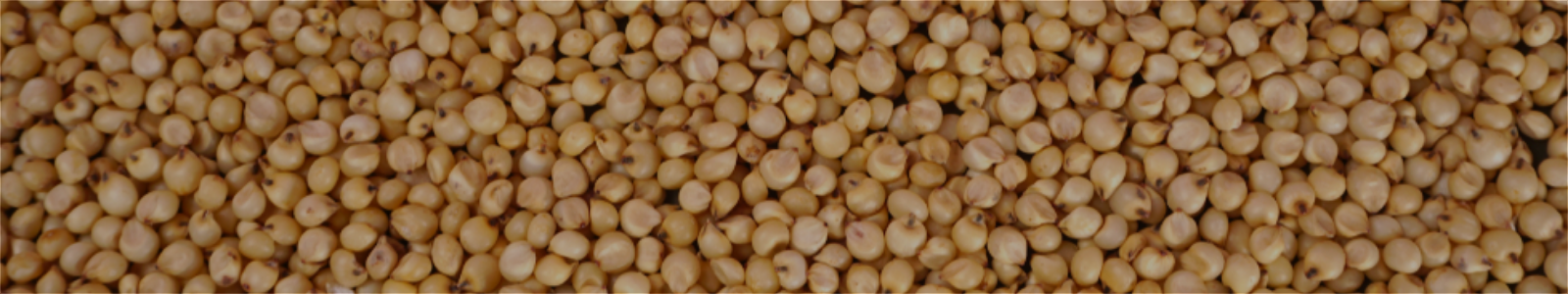 Jowar (Sorghum)