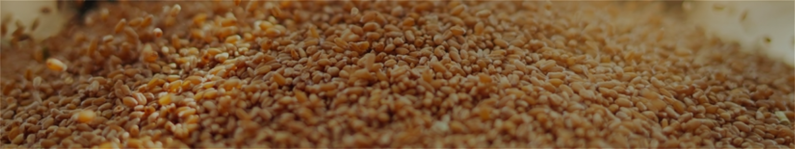Wheat