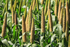 Green Millet Or Bajra
