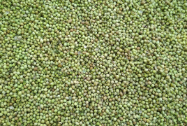 Coriander Seed
