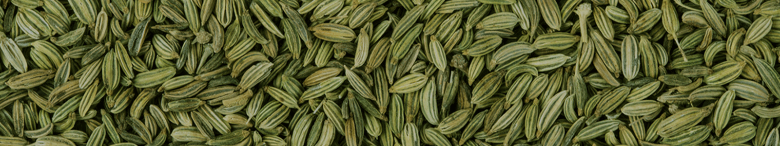 fennelseeds
